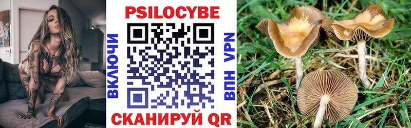 Псилоцибиновые грибы Psilocybe  Купить закладки  Данков 